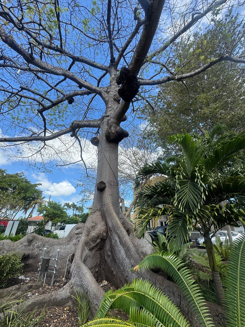 Little Havana Walking Tour with Optional Lunch or Rum Upgrade