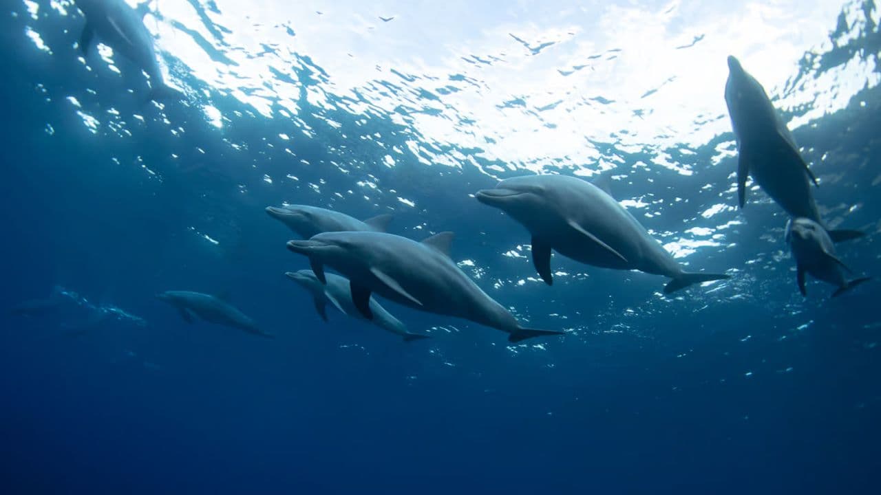 Swim with Dolphins in Punta Cana