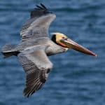 From Punta Cana: Los Haitises Trip with Montaña Redonda Tour