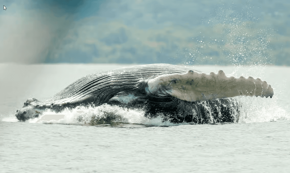 Uvita: Whale & Dolphin Watching Boat Trip w/ Drinks & Snacks - Dominican Republic