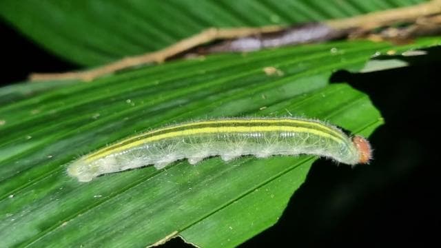 Tur de noapte Tur ghidat în pădure tropicală: la fortuna - Photo 4 (Gallery view)
