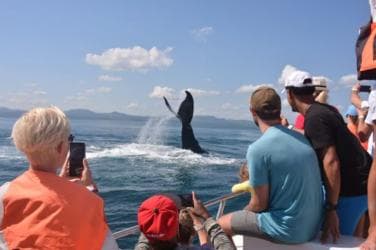 From Samaná: Whale Watching and Cayo Levantado Island Tour