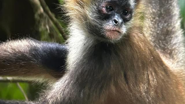 Monteverde: Exploration of the Cloud Forest