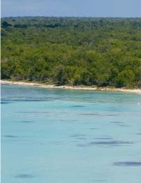 Excursion d'une journée sur l'île Saona au départ de Punta Cana avec déjeuner et bar ouvert - Photo 4 (Gallery view)