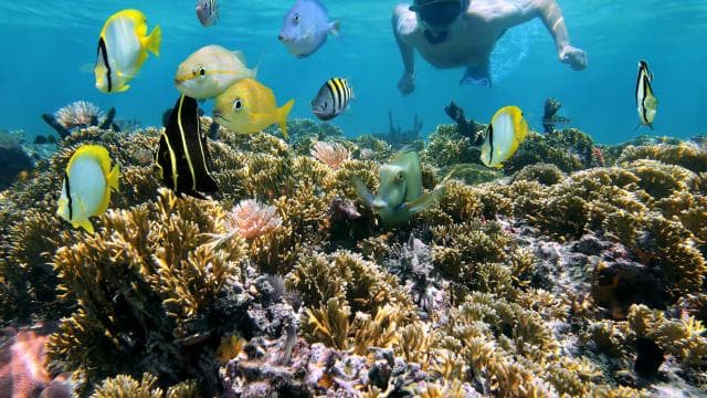 Playa Mantas: Morning Guided Snorkeling Tour Near Jaco Beach - Photo 4 (Gallery view)