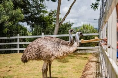 Punta Cana: Eco Park Safari Adventure - Photo 5 (Gallery view)