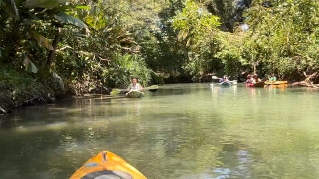 Quepos mangrove tour in Manuel Antonio by boat with monkeys - Photo 5 (Gallery view)