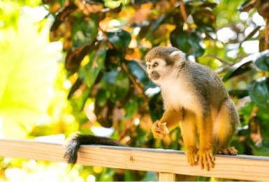 Butterfly Garden Plus Monkey Land at Puerto Plata