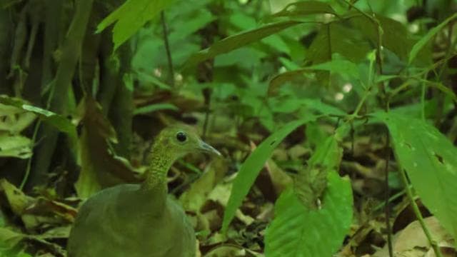 Bird Watching at Juan Castro Blanco National Park