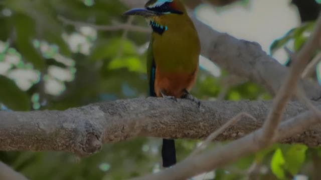 Monteverde Cloud Forest: Curicancha Reserve Nature Tour - Dominican Republic