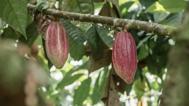 La Fortuna: Rainforest Chocolate Tour