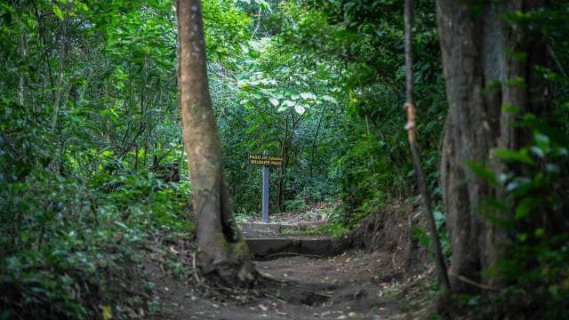 Rincón de la Vieja Rainforest Wildlife Night Tour