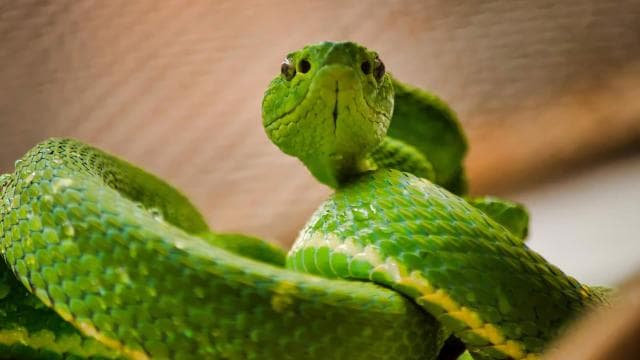 Monteverde: Zip Lines, Bridges, Butterflies, Sloths and more
