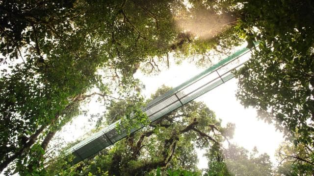 From Monteverde: Monteverde Suspension Bridge Guided Hike - Photo 4 (Gallery view)