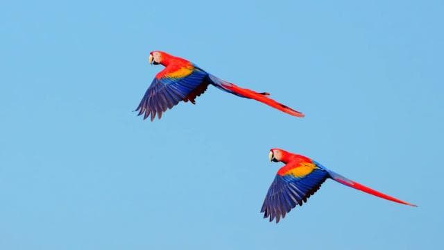 From San José: Carara National Park and Tárcoles River Tour