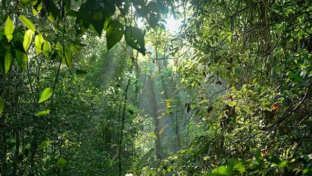 Corcovado National Park: Guided Hiking Tour - Full Day