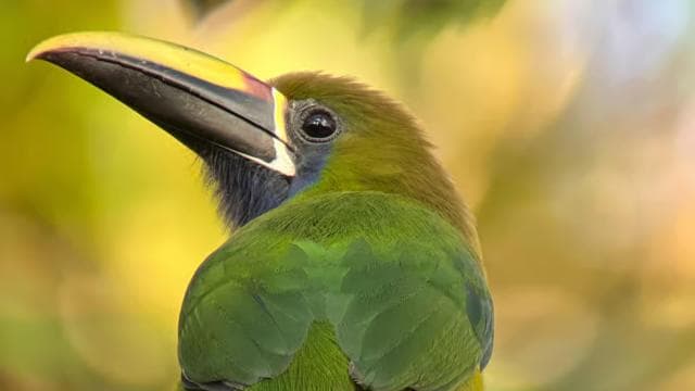 Monteverde: Birdwatching Half-Day Tour