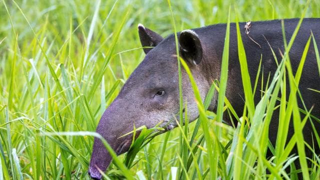 Corcovado National Park: Adventure Tour Overnight - 2 Days