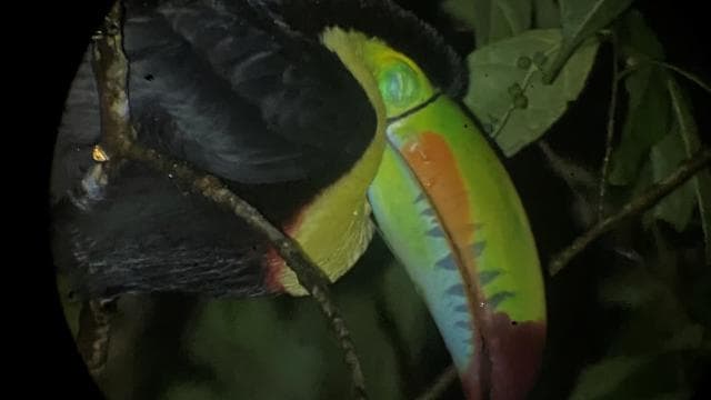 Monteverde morning day tour & night tour