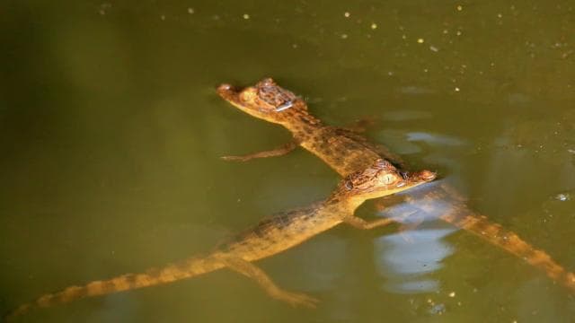 Terraba Sierpe National Wetlands - Mangrove Tour