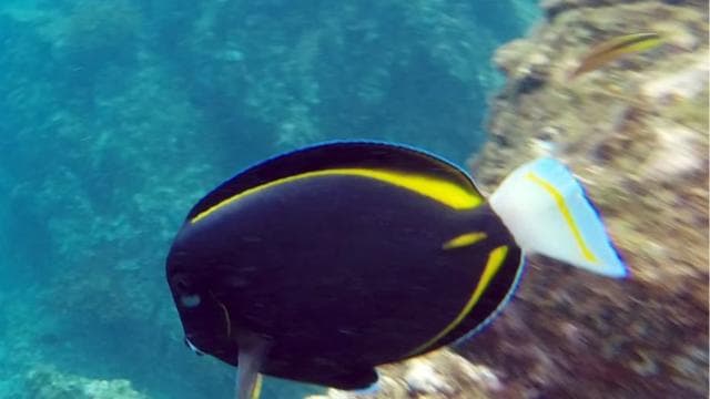 Uvita: Šnorchlování na ostrově Caño - Dominican Republic