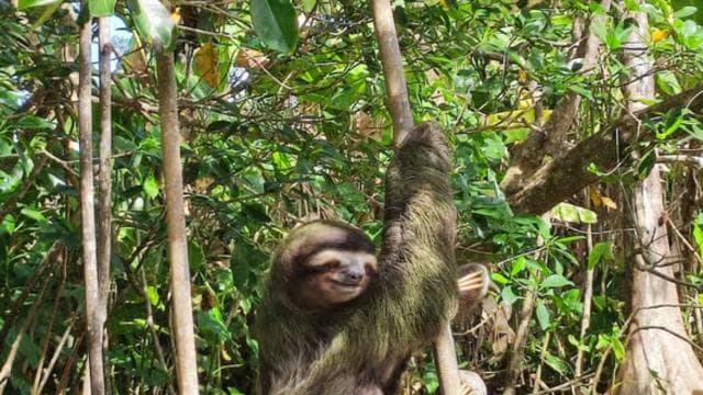 Puerto Viejo Talamanca: Hike through Gandoca Manzanillo Wild Life refuge. - Photo 5 (Gallery view)
