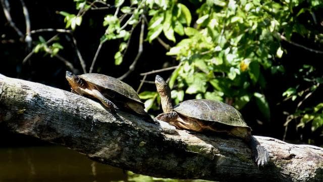 From San Jose: 3-Day Tortuguero National Park Excursion
