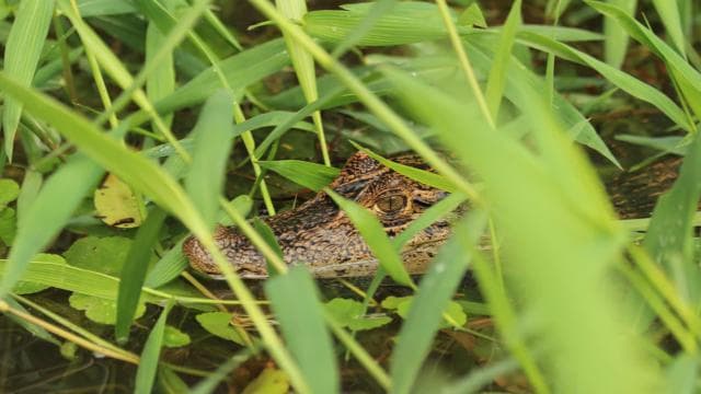 Terraba Sierpe National Wetlands - Mangrove Tour