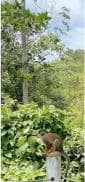Monkey jungle tour + Transportation from cruise/hotel
