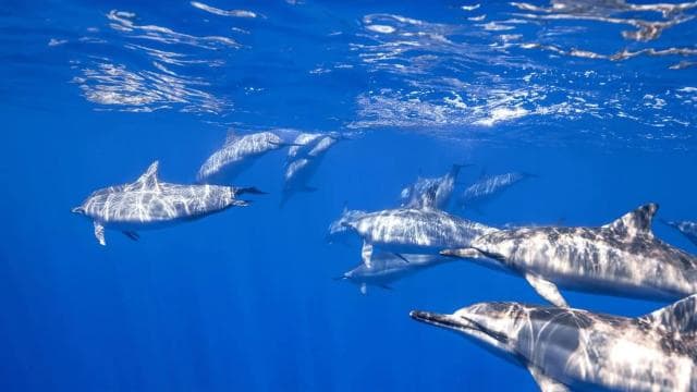 Flamingo & Tamarindo : Snorkeling at Las Catalinas Islands