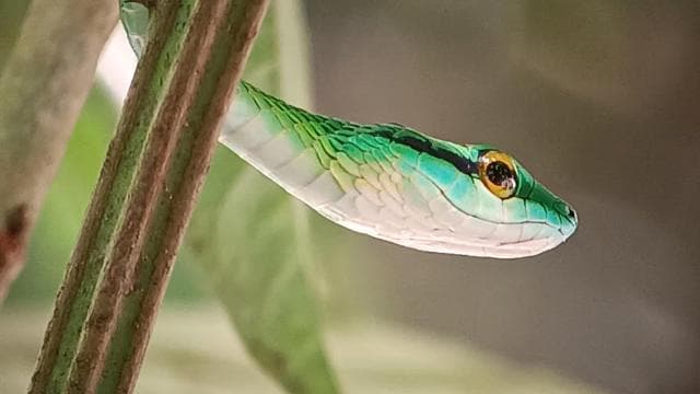 Manuel Antonio National Park, Spotting Animals and plants - Photo 4 (Gallery view)
