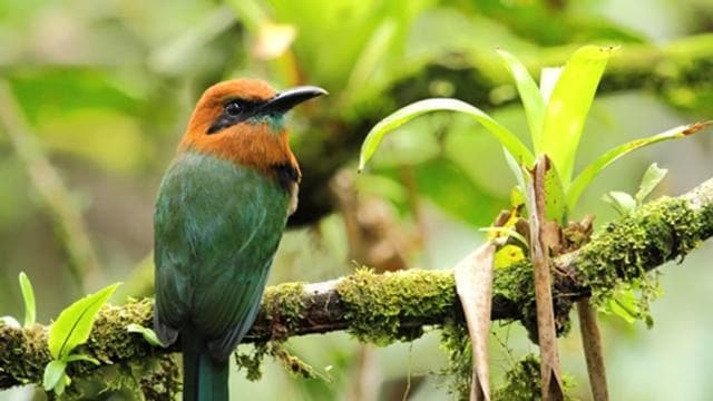Arenal National Park: Hanging Bridges Small Group Tour