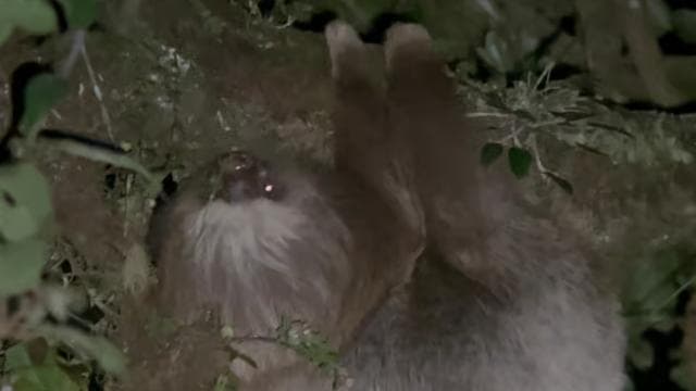 Monteverde: Tropical Forest Night Tour