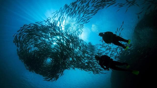 Flamingo & Tamarindo: Two Dives at Las Catalinas Islands - Photo 3 (Gallery view)