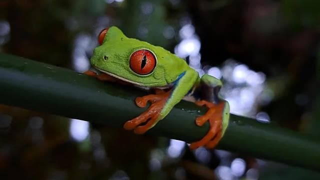 La Fortuna: Sloth & Wildlife Nature Walk - Photo 5 (Gallery view)