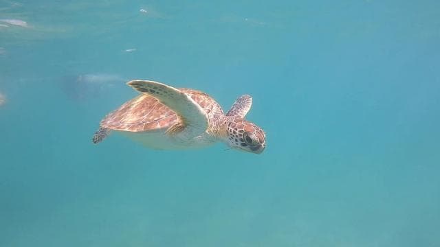 San Juan: Snorkeling with Turtles Adventure and Free Videos - Dominican Republic
