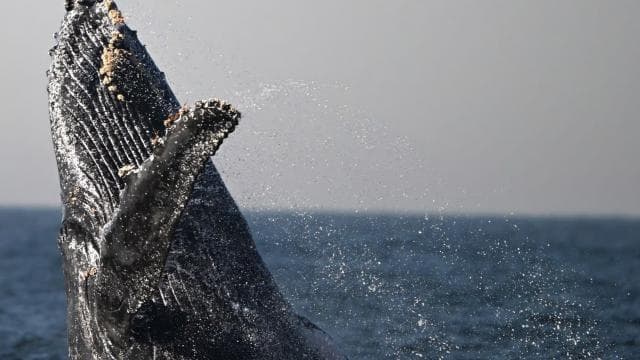 Marino Ballena National Park: Whale Watching In Uvita