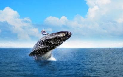Miches: Half Day Whale Watching Catamaran Tour with Snacks - Dominican Republic