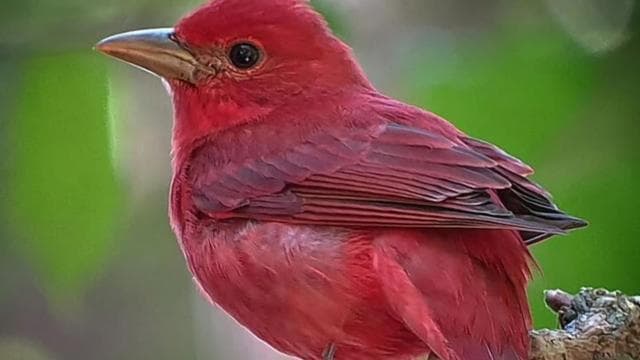 Monteverde: Nature walk in Curicancha Reserve - Photo 4 (Gallery view)