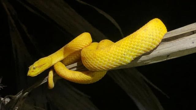Sarapiquí: Rainforest Night Walk with Wildlife Guide - Photo 4 (Gallery view)