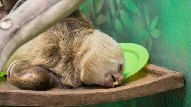 San Jose: Sloth and Wildlife Rescue Center Tour