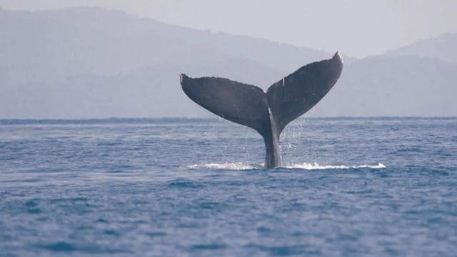Uvita: Marino Ballena National Park Whale-Watching Tour - Photo 4 (Gallery view)