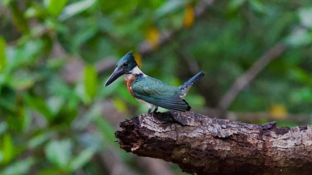 Quepos: Damas Island Authentic Local Mangrove Boat Tour - Photo 5 (Gallery view)