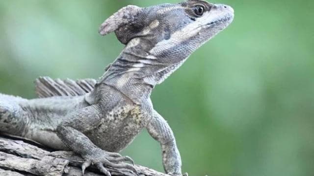 Papagayo Gulf: Palo Verde National Park Boat Tour - Photo 2 (Gallery view)