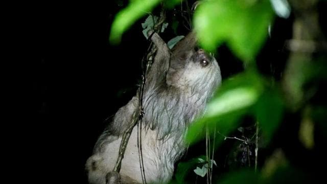 La Fortuna Night Walk in a High Biodiversity Rainforest - Photo 3 (Gallery view)