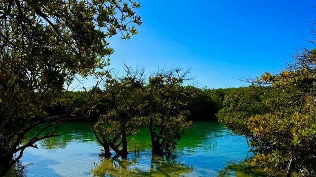 Gilligan Paradise: Snorkeling Adventure & Seafood Delight