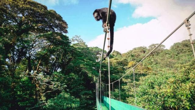 San Jose: Monteverde Sky Tram & Hanging Bridges Day Tour - Dominican Republic