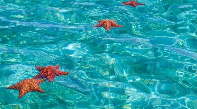 Punta Cana: Saona Island Tour & catamaran food & open Bar
