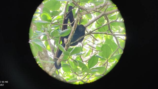 Cahuita: Tur de drumeții și observare a faunei sălbatice - Photo 2 (Gallery view)