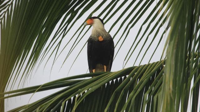 Carara National Park Tour